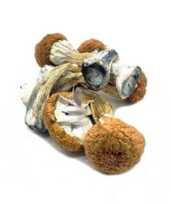 Shiitake magic mushroom